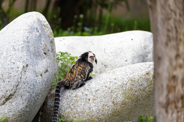 Callithrix geoffroyi, white-headed marmoset white-headed marmoset (Callithrix geoffroyi), also known as the tufted-ear marmoset, Geoffroy's marmoset, or Geoffrey's marmoset callithrix geoffroyi stock pictures, royalty-free photos & images