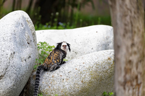 Callithrix geoffroyi, white-headed marmoset white-headed marmoset (Callithrix geoffroyi), also known as the tufted-ear marmoset, Geoffroy's marmoset, or Geoffrey's marmoset callithrix geoffroyi stock pictures, royalty-free photos & images