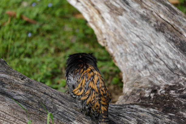 Callithrix geoffroyi, white-headed marmoset white-headed marmoset (Callithrix geoffroyi), also known as the tufted-ear marmoset, Geoffroy's marmoset, or Geoffrey's marmoset callithrix geoffroyi stock pictures, royalty-free photos & images