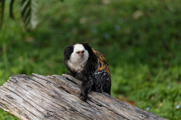 Callithrix geoffroyi, white-headed marmoset white-headed marmoset (Callithrix geoffroyi), also known as the tufted-ear marmoset, Geoffroy's marmoset, or Geoffrey's marmoset callithrix geoffroyi stock pictures, royalty-free photos & images