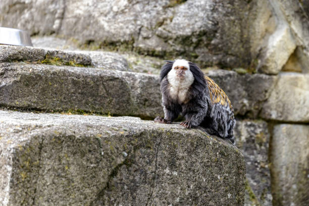 Callithrix geoffroyi, white-headed marmoset white-headed marmoset (Callithrix geoffroyi), also known as the tufted-ear marmoset, Geoffroy's marmoset, or Geoffrey's marmoset callithrix geoffroyi stock pictures, royalty-free photos & images