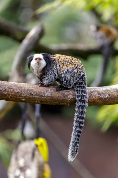 Callithrix geoffroyi, white-headed marmoset white-headed marmoset (Callithrix geoffroyi), also known as the tufted-ear marmoset, Geoffroy's marmoset, or Geoffrey's marmoset callithrix geoffroyi stock pictures, royalty-free photos & images