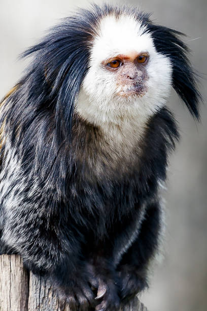 Callithrix geoffroyi, white-headed marmoset white-headed marmoset (Callithrix geoffroyi), also known as the tufted-ear marmoset, Geoffroy's marmoset, or Geoffrey's marmoset callithrix geoffroyi stock pictures, royalty-free photos & images