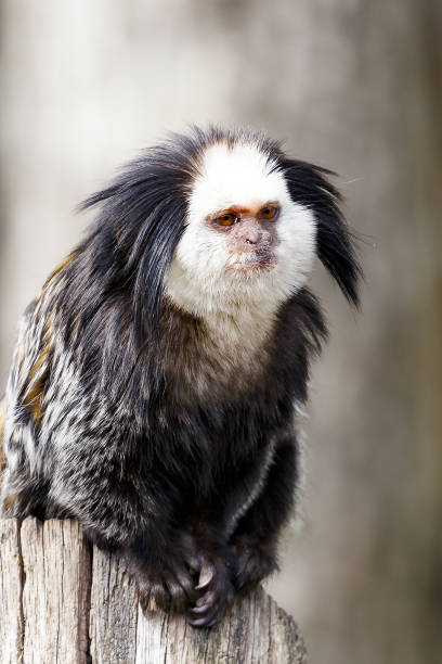 Callithrix geoffroyi, white-headed marmoset white-headed marmoset (Callithrix geoffroyi), also known as the tufted-ear marmoset, Geoffroy's marmoset, or Geoffrey's marmoset callithrix geoffroyi stock pictures, royalty-free photos & images