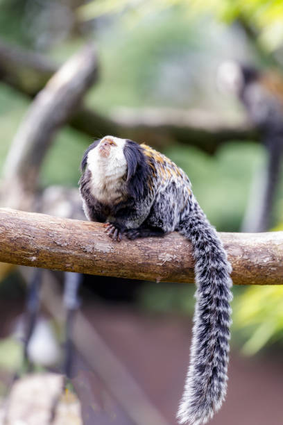 Callithrix geoffroyi, white-headed marmoset white-headed marmoset (Callithrix geoffroyi), also known as the tufted-ear marmoset, Geoffroy's marmoset, or Geoffrey's marmoset callithrix geoffroyi stock pictures, royalty-free photos & images