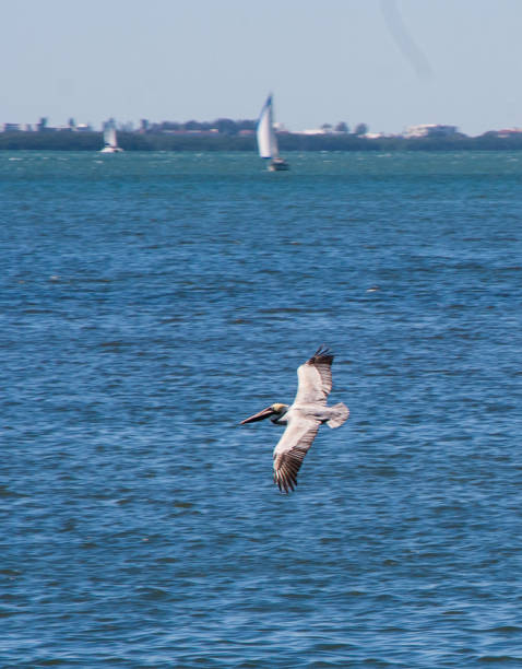 istock Pelicans on Sarasota Bay with Sailboat 945728368