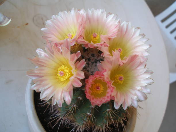 istock Scottsdale - Cactus of Arizona. 945730440