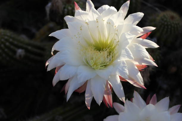istock Scottsdale - Cactus of Arizona. 945730652