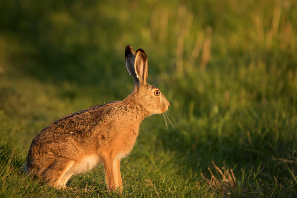 istock European hare stands on the grass on a beautiful evening light (Lepus europaeus) 945733290