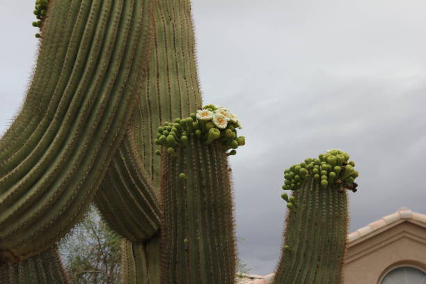 istock Scottsdale - Cactus of Arizona. 945733612