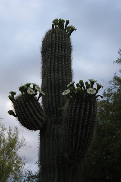 istock Scottsdale - Cactus of Arizona. 945733786