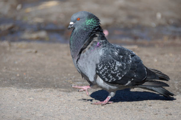 istock city pigeon walking on spring street 945733940