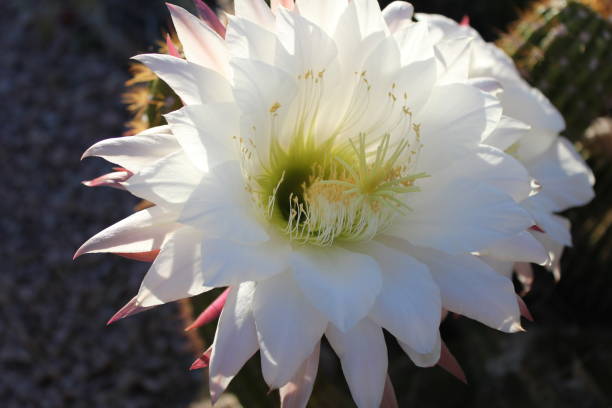 istock Scottsdale - Cactus of Arizona. 945733980