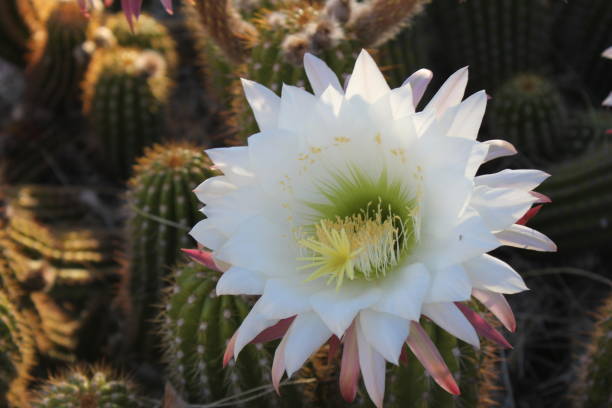 istock Scottsdale - Cactus of Arizona. 945733984
