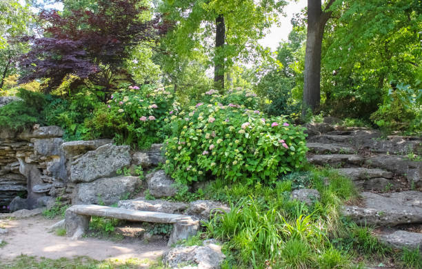 Stone bench by grotto and stone steps surrounded by hydrangeas in bloom a japanese maple and other lush vegetation