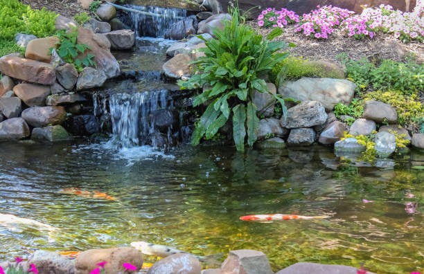 koi fish in koi pond in the garden