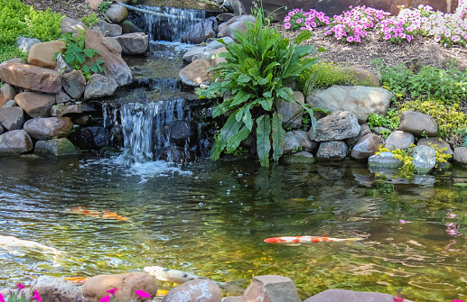 Koi swim down stream past waterfall surrounded by flowers and greenery