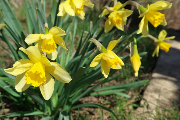 istock yellow blooming daffodils on the background 945734682