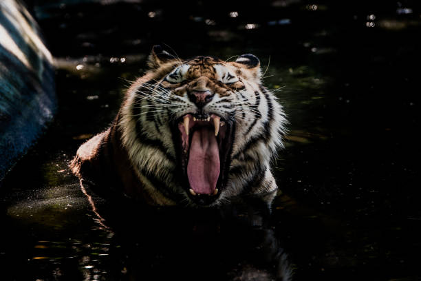 istock Bengal tigers are immersed in water 945738158