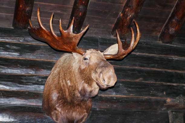 голова лося с рогами висит на грубой стене кабины журнала с rustric rafters - moose cabin taxidermy hunting стоковые фото и изображения