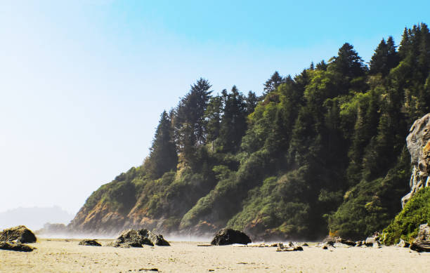 istock Foggy beach and tree covered cliffs with scattered boulders 945739662