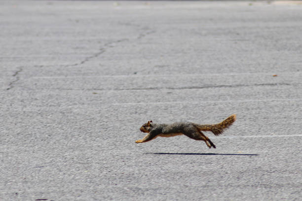 Squirrel on the move - running and caught in a jump off the ground