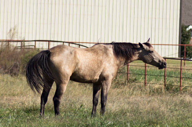 dun cheval debout dans les pâturages étirer cou et agitant grange moderne de queue et une clôture métallique en arrière-plan - tête dun animal photos et images de collection
