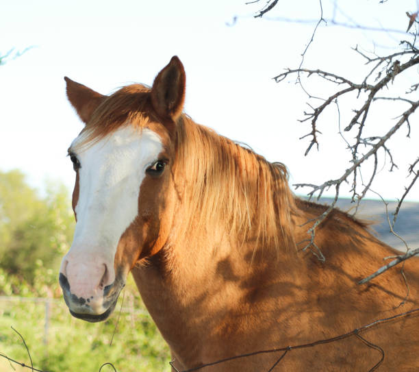 istock Roan horse with white blaze - head - behind fence with branches 945742872