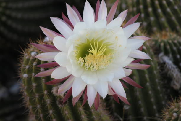 istock Scottsdale - Cacti of Arizona. 945746638