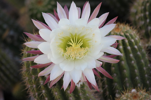 From cold, high-desert mountains in the north to subtropical desert lowlands in the south, Arizona presents a variety of discrete desert ecosystems, each providing habitat for numerous species of cacti. Cactus.