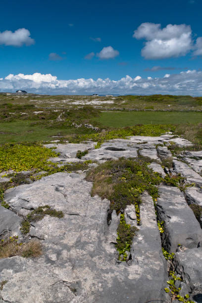 Karst landscape with Green Field and Clouds, Inishmore The burren of the Aran Islands here transitions to a fertile field of grass, husbanded by generations of islanders.  Photograph was taken from the path on Inishmore leading up to Dun Aonghasa.  The view is northeast toward the 12 Bens of Connemara.  Inishmore, Aran Islands, County Galway, Ireland michael stephen wills aran stock pictures, royalty-free photos & images