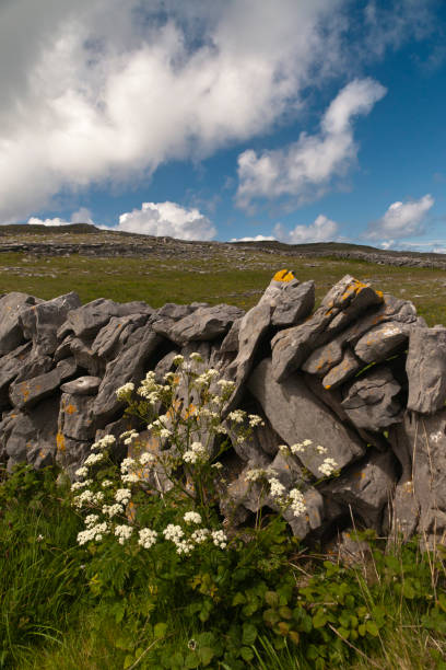 Dry Stone Wall with Flowers on Path Below Dun Aonghasa, Inishmore The view is looking southwest from the path leading to Dun Aonghasa in springtime.  We see here dry stone wall of limestone laid in a pattern suggestive of herringbone, splotches of orange lichen mark the stones.  Against the wall is growing a variety of plants.  The prominent white flowers are Greater Burnet saxifrage (Scientific Name: Pimpinella major) (Irish Name: Coll an dromain).  Beneath are leaves of Wild Strawberry (Scientific Name: Fragaria vesca) (Irish Name: Su talun fiain) as well as fern and grass.  Beyond the wall is karst landscape rising to the ridge.  Above the ridge, storm clouds gather.  Inishmore, Aran Islands, County Galway, Ireland. michael stephen wills aran stock pictures, royalty-free photos & images