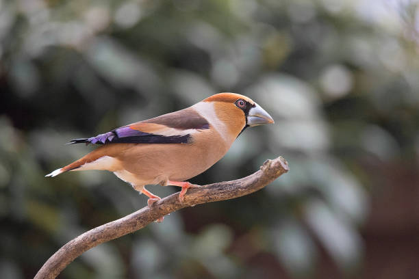 Hawfinch Coccothraustes coccothraustes is a passerine bird in the finch family Fringillidae.