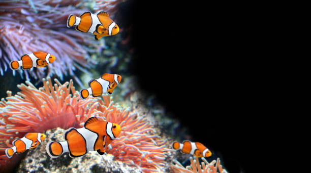istock Sea anemone and clown fish 945769800