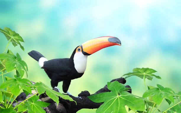 istock Horizontal banner with beautiful colorful toucan bird 945770392