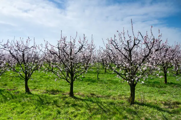 Blossoming apricot trees on a field