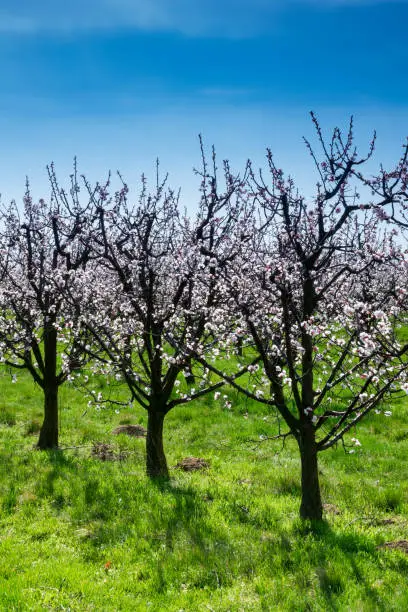 Blossoming apricot trees on a field
