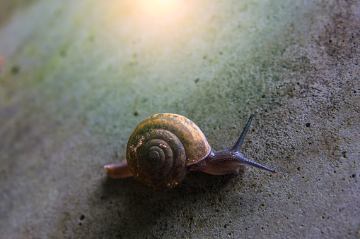 Snail on ground