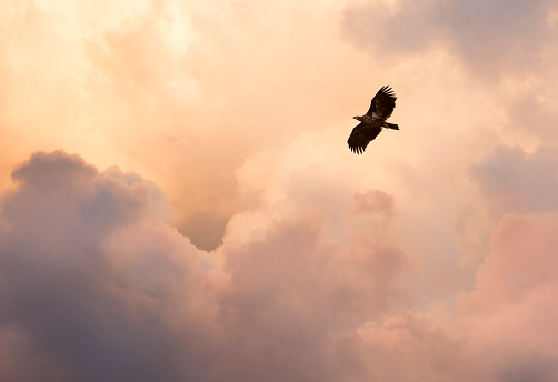 Flight and glory. Steppe eagle flying against cloudy evening sky