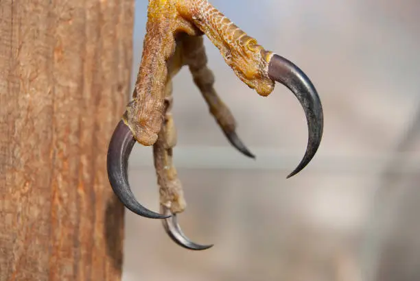 Photo of Paw of a bird of prey with black claws