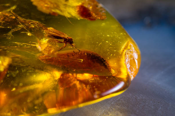 Amber close up close up of a piece of amber preserving a piece of history inside amber stock pictures, royalty-free photos & images