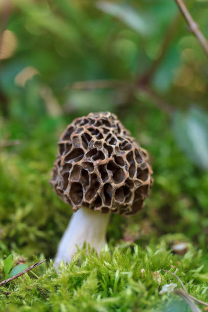 makro zdjęcie dziwacznego grzyba morela ukrywającego się w trawie w wiosennym lesie - morel mushroom edible mushroom food bizarre zdjęcia i obrazy z banku zdjęć