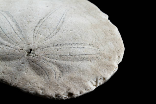 istock sand dollar detail 945790674