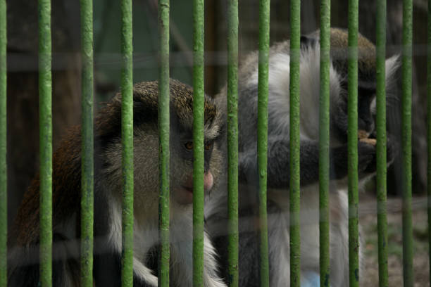 istock Couple of gabon monkeys in a cage 945807254