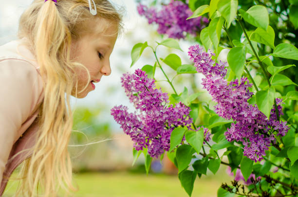 beautiful lovely girl with long hair and blossoming lilac adorable blond girl holding lilac flowers and smelling to them outdoors next to blooming lilac bush holding child flower april stock pictures, royalty-free photos & images