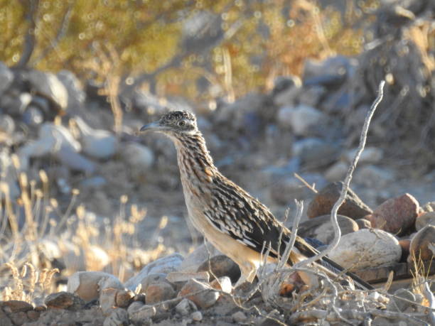 istock Roadrunner in the Arizona Desert 945820172