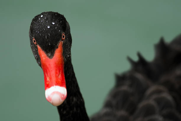istock black swan animal portrait 945820512