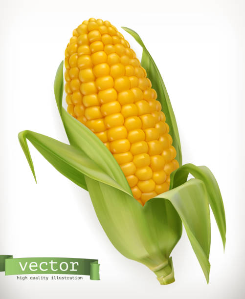 ilustraciones, imágenes clip art, dibujos animados e iconos de stock de mazorca de maíz. 3d icono vector - maíz tierno