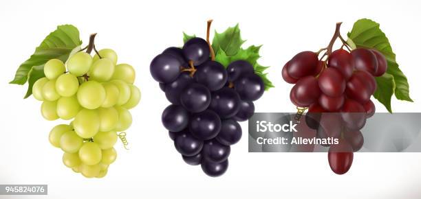 Red And White Table Grapes Wine Grapes Fresh Fruit 3d Vector Icon Set Stock Illustration - Download Image Now