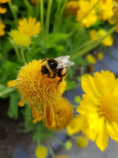 Bee in dublin botanicalgarden